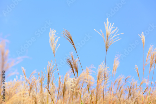 grass in autumn