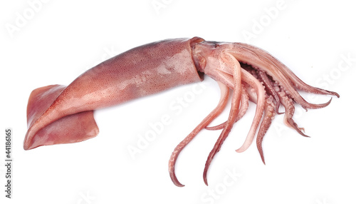 nice fresh squid photo