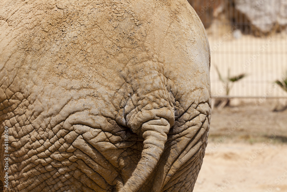 Fototapeta premium Elephant