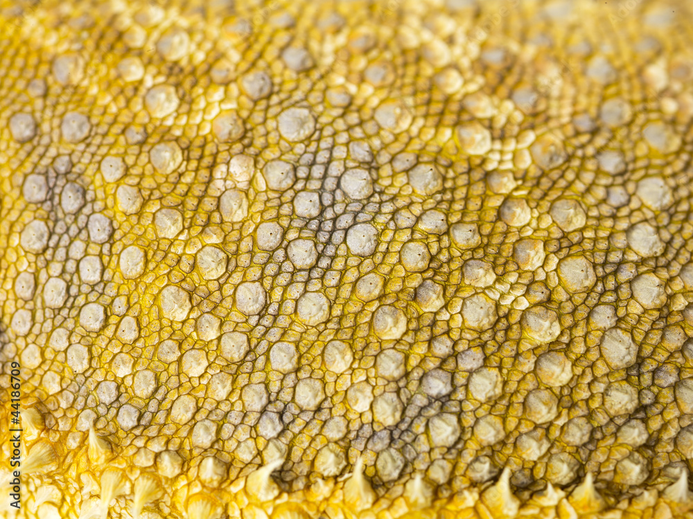 Obraz premium bearded dragon skin