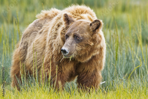 brown bear eating grass