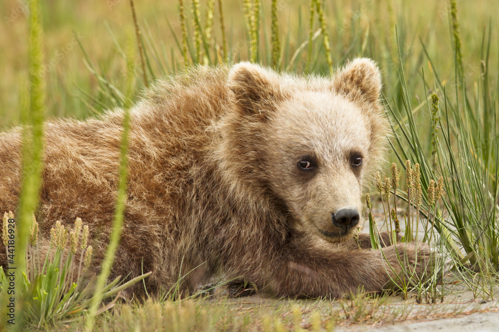 Fototapeta premium bear cub in grass