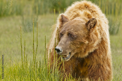 bear food