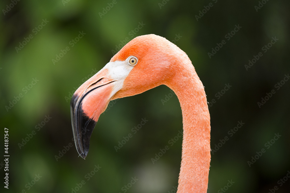 Fototapeta premium close up image of flamingos head