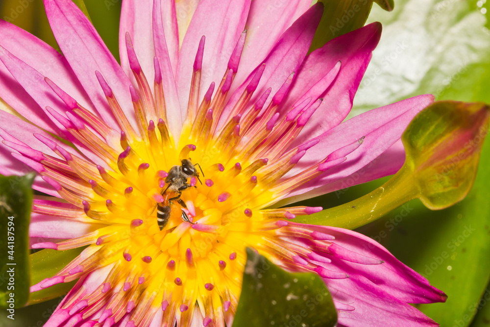 Obraz premium close up of lotus flower and bee