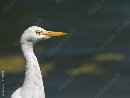close up of a heron bird