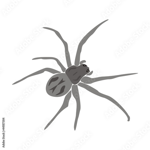 паук