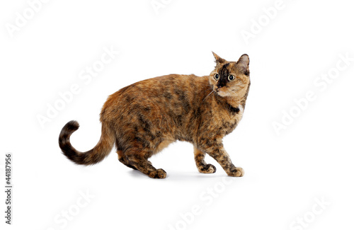 feline walking with head turned photo