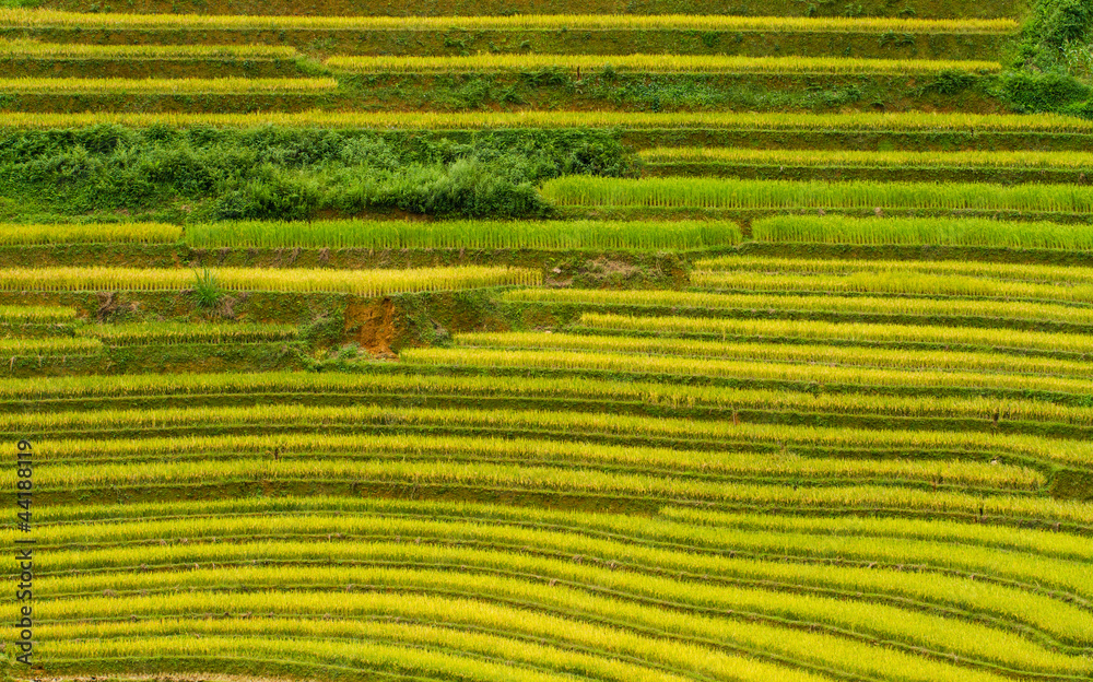 Rice Terraces