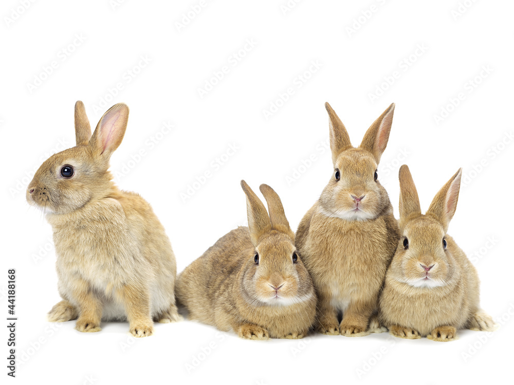 Naklejka premium grupa królików