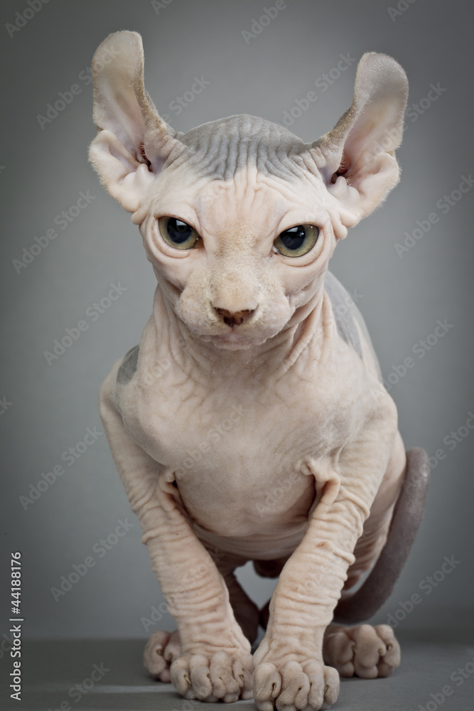 hairless cat with wrinkles