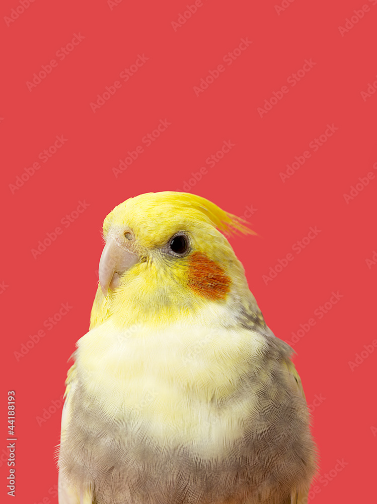 Obraz premium half body northern cardinal