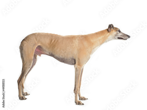 greyhound side