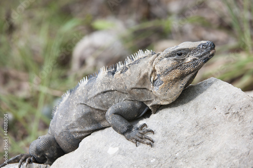 iguana on the rock