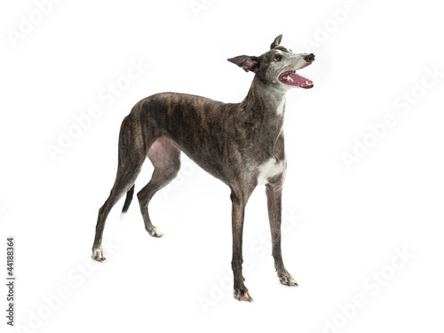 Fotografie, Tablou isolated greyhound