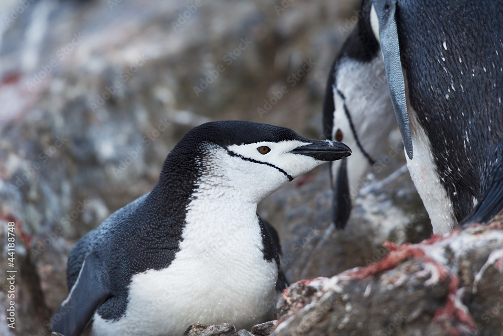 Naklejka premium penguins