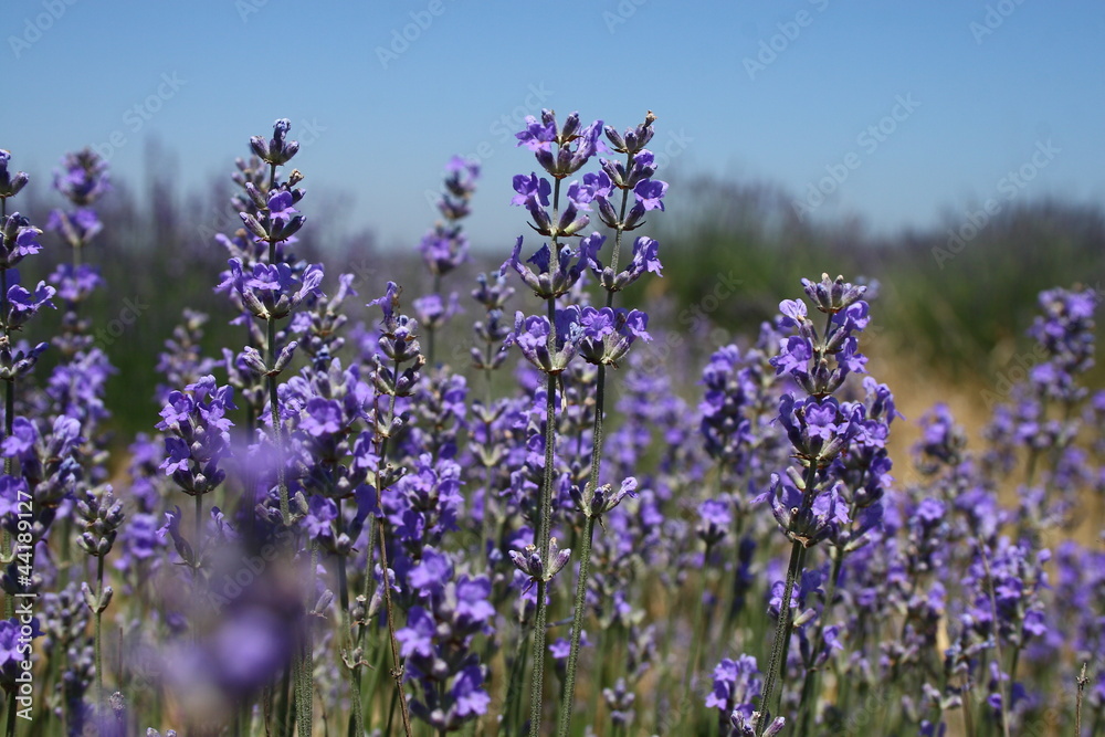 Obraz premium lavender