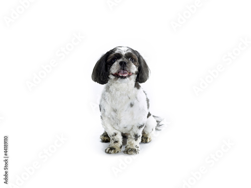 Fototapeta Naklejka Na Ścianę i Meble -  sitting shih poo