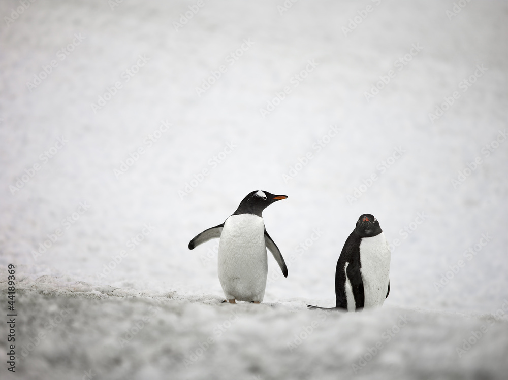 Naklejka premium two gentoo penguins
