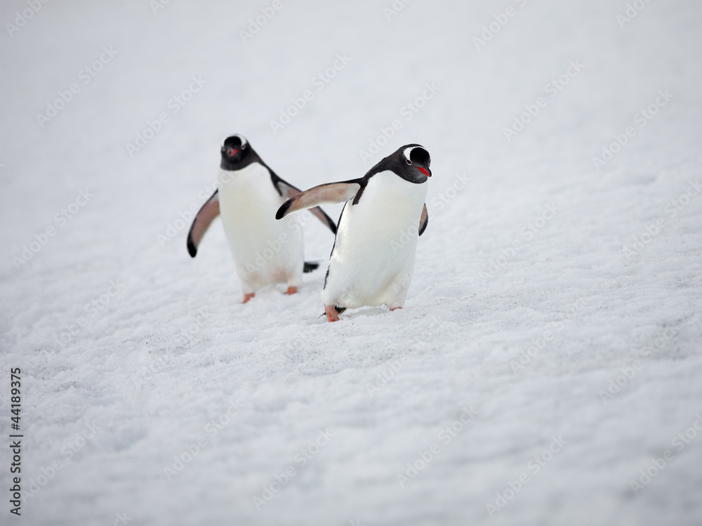 Fototapeta premium two gentoo penguins walking on snow
