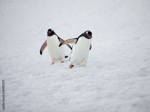 two gentoo penguins walking on snow