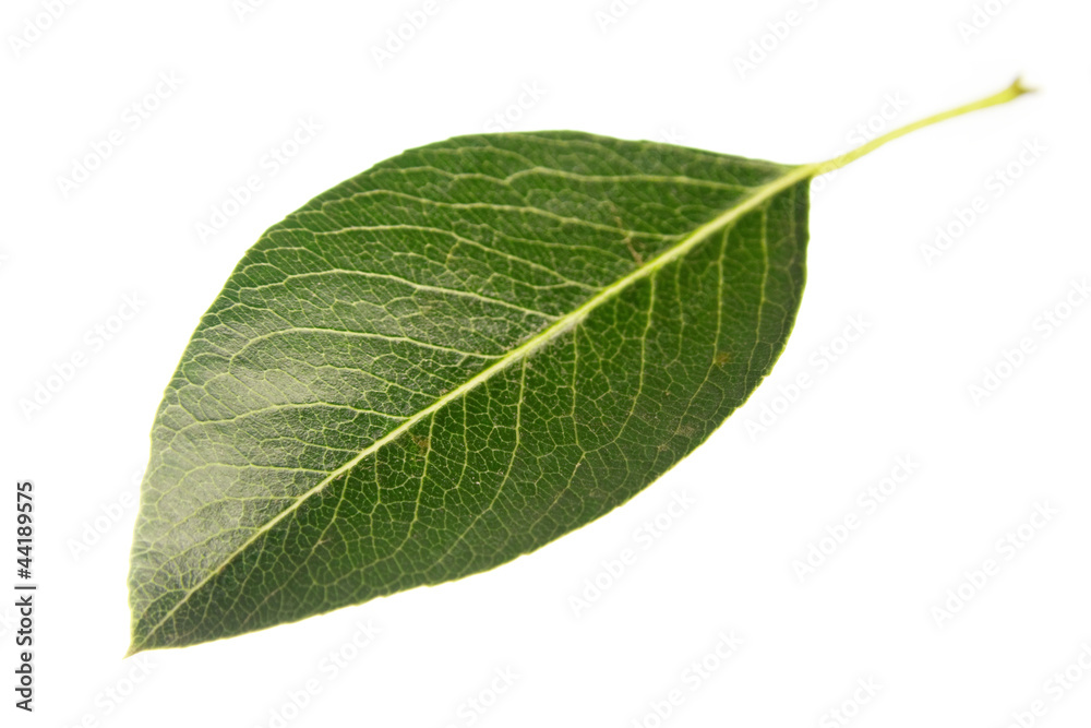 Obraz premium Pear leaf