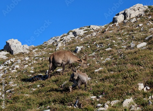 bouquetin © gaelj