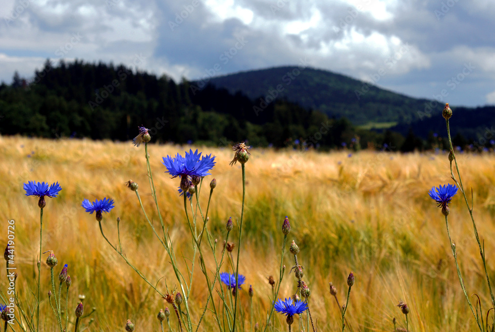 Fototapeta premium kwiaty na łące w górach