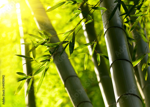 Bamboo forest background. Shallow DOF #44190942