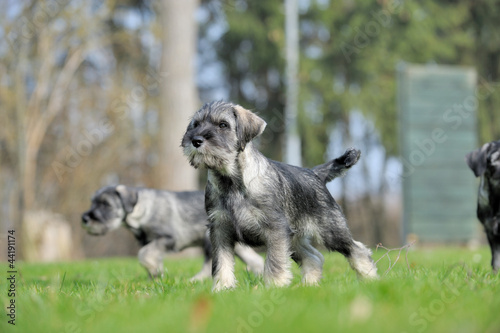 Mittelschnauzer