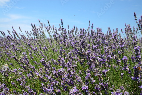 lavender