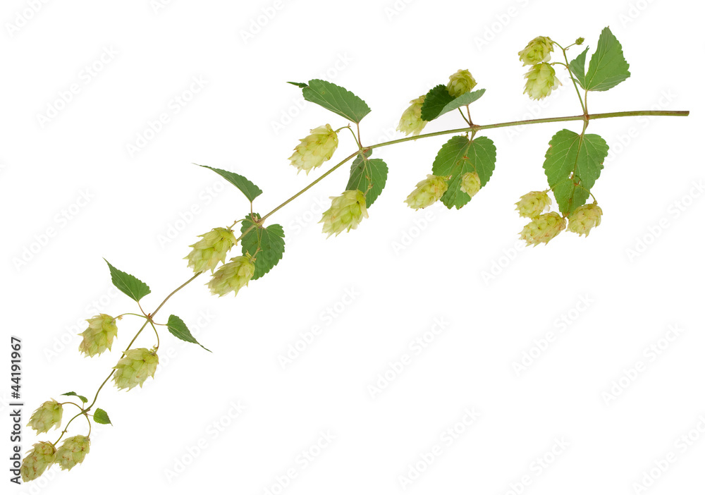 Branch of hops Branch of hops