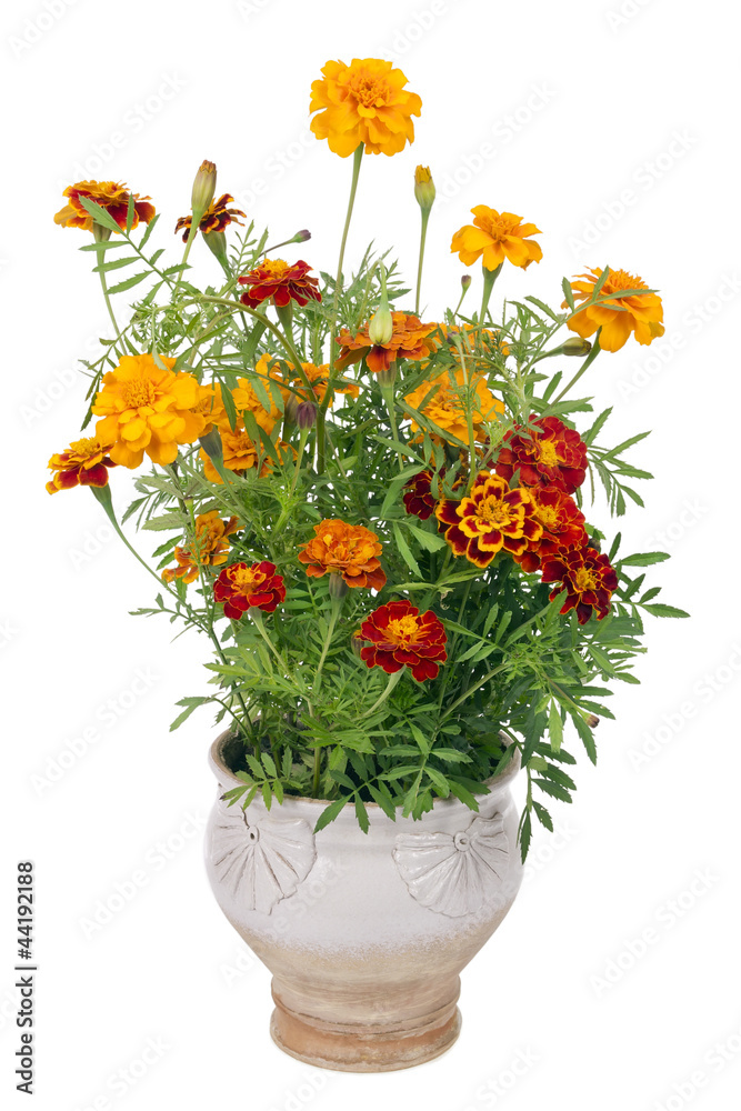 Flowers of Saffron bush in pot