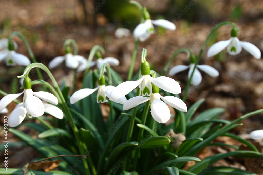 Obraz premium snowdrop