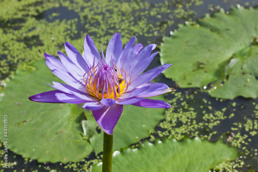 purple flower purple flower