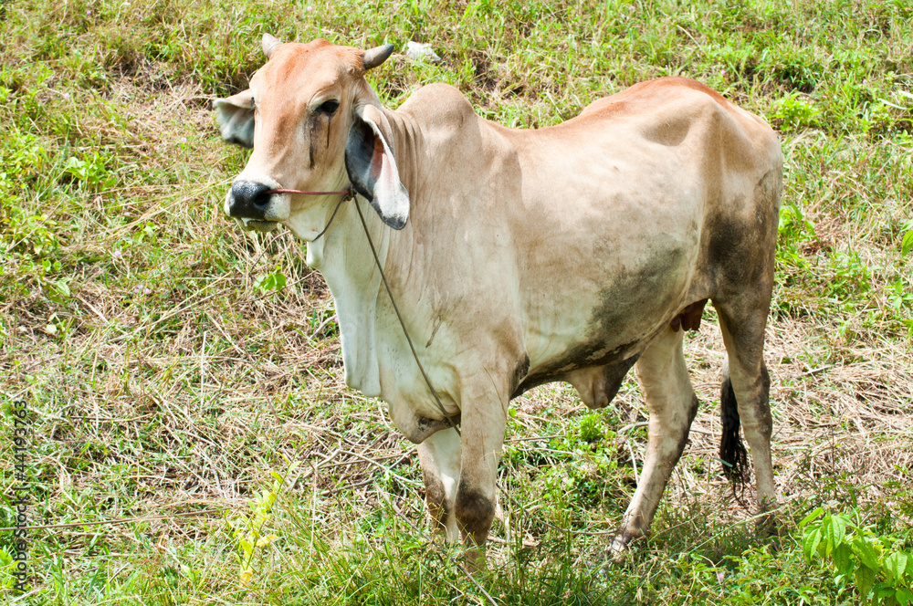 Fototapeta premium Cows in grass field
