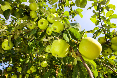 green apples