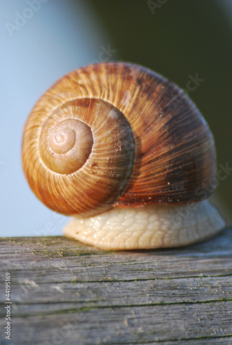 Schnecke