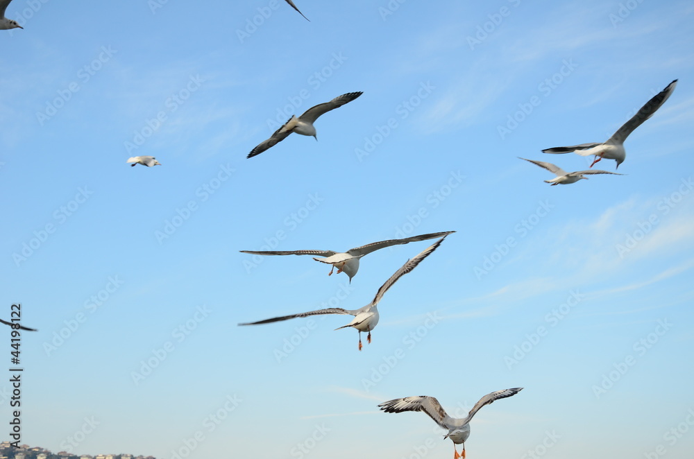 Obraz premium seagulls