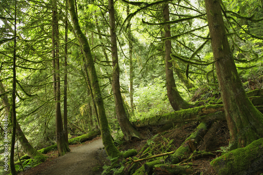 Obraz premium wald