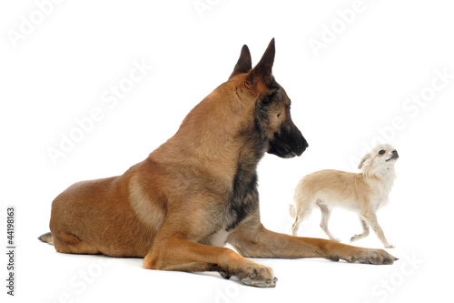 chihuahua and malinois