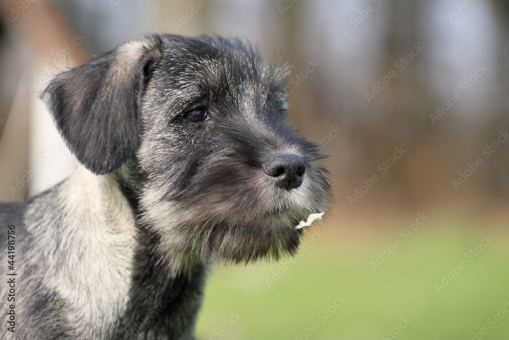 Schnauzer-Portrait