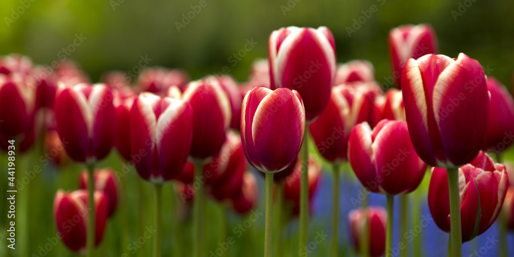 Fototapeta premium Colorful tulips