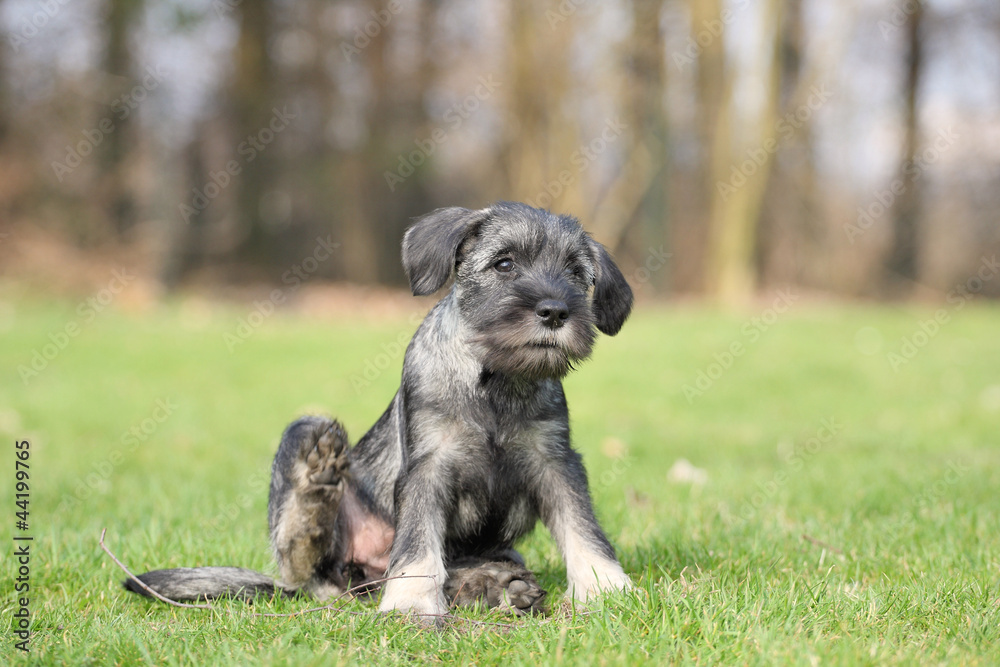 Sitzender Welpe Sitzender Welpe