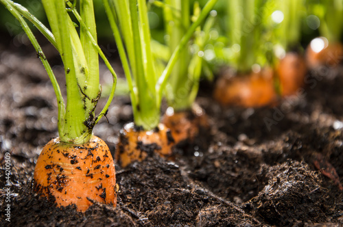 Foto Macro shot of Carrots in dirt