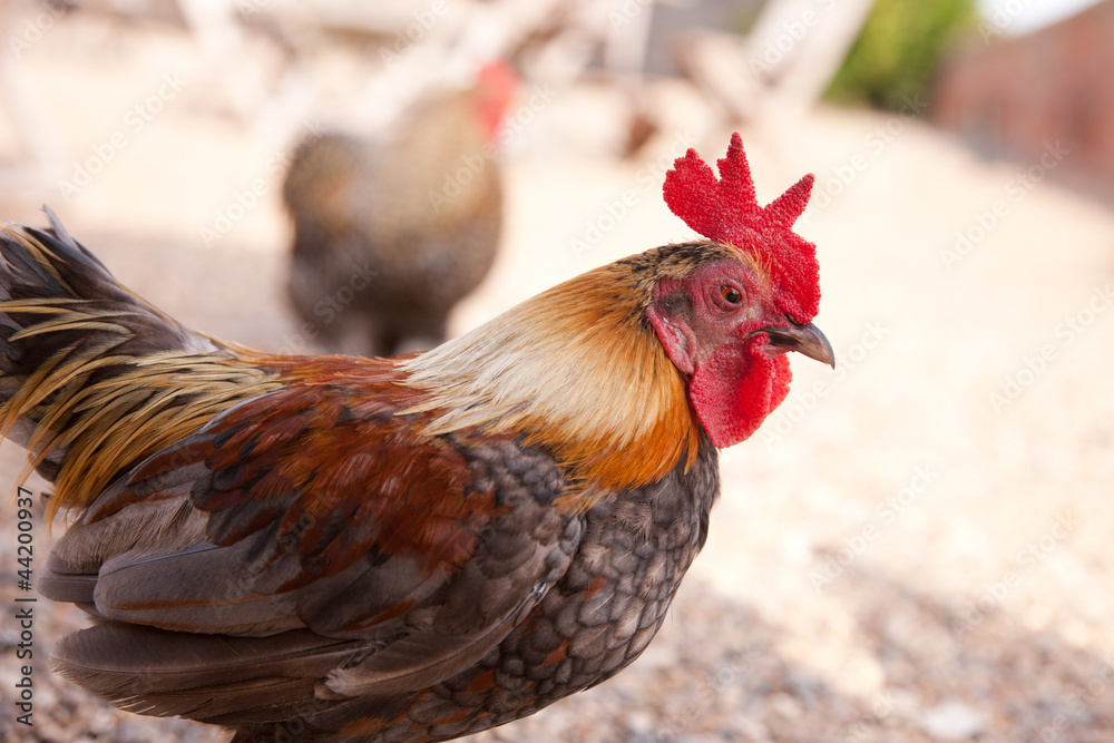 Fototapeta premium Bantam Cockerel in a Farmyard