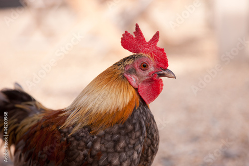 Bantam Cockerel Portrait