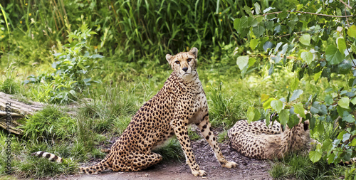 A Pair of Cheetahs in the Jungle