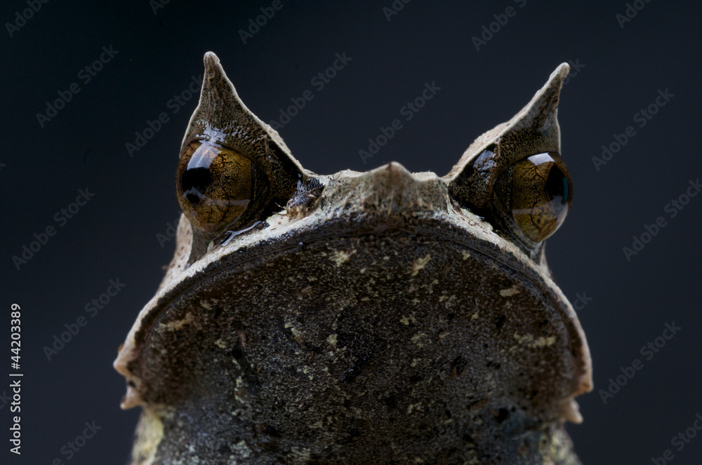 Fototapeta premium Malayan horned frog / Megophrys nasuta