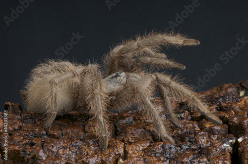 Baboon spider / Monocentropus lambertoni photo